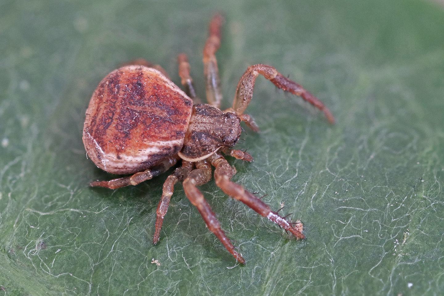 Thomisidae: Ozyptila sp. - Portovenere (SP)